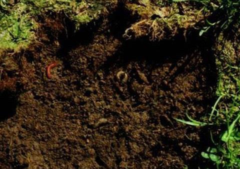 leatherjackets in soil