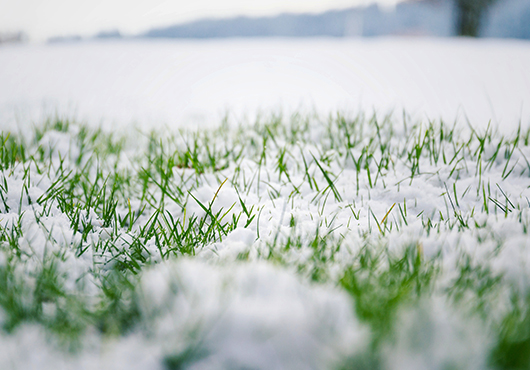 dormant lawn in Milwaukee